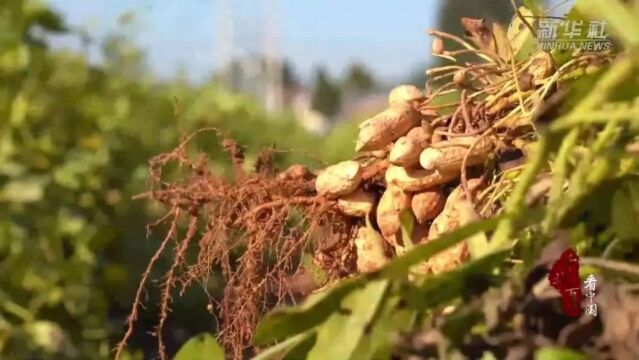 千城百县看中国|河北临漳:花生种植助力乡村振兴