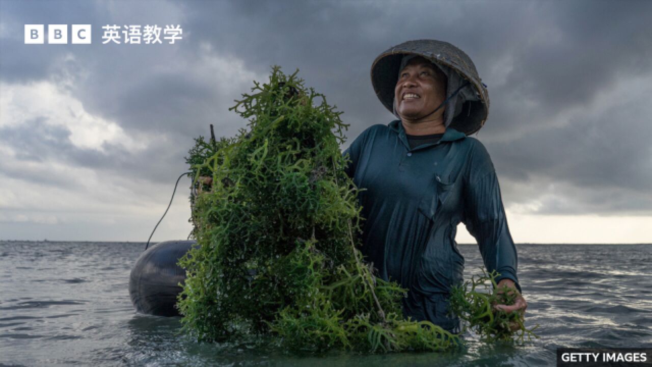 BBC英语大破解:Seaweed 海藻能填补世界粮食短缺吗?