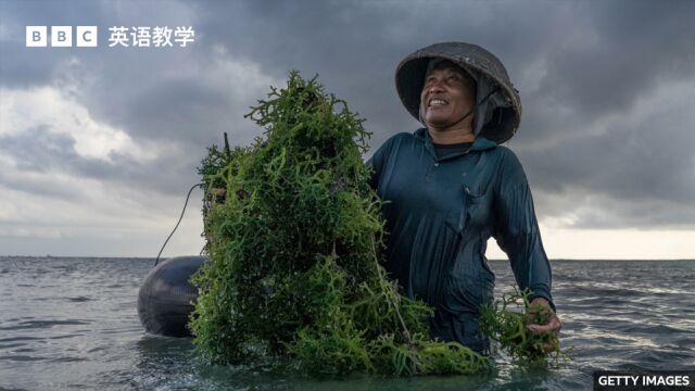 BBC英语大破解:Seaweed 海藻能填补世界粮食短缺吗?