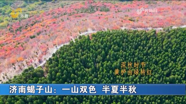 航拍视角!半山苍翠半山红,济南蝎子山再现“平分秋色”美景