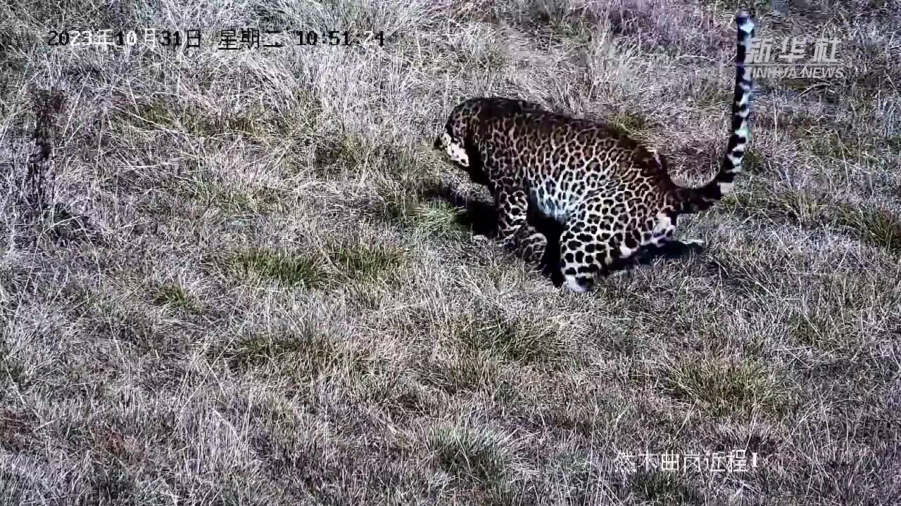 西藏:珠穆朗玛峰自然保护区记录到野生花豹影像