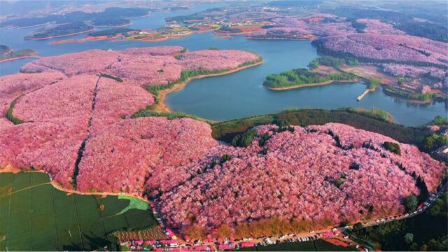 全世界最大的樱花基地,不在日本而在中国,大家知道在哪里吗?