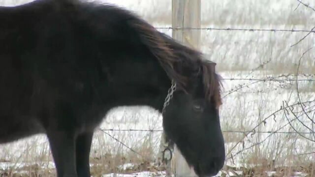 光天化日男子连开两枪朝野马射击,野马倒下后的画面惨不忍睹,最后结局很暖心