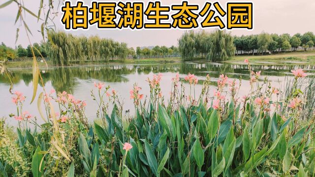 合肥柏堰湖生态公园,一个集涵养林与湿地为一体的滨水生态公园