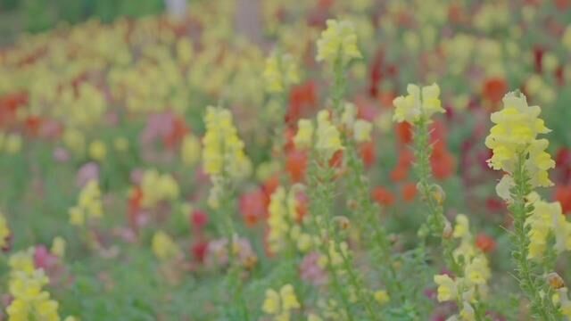 一起来打卡汶川岷江音乐节吧,感受花海、山川、峡谷、瀑布、森林间的浪漫吧~#成都周边游 #与自然之声汶好 #周末去哪玩 #花海拍照