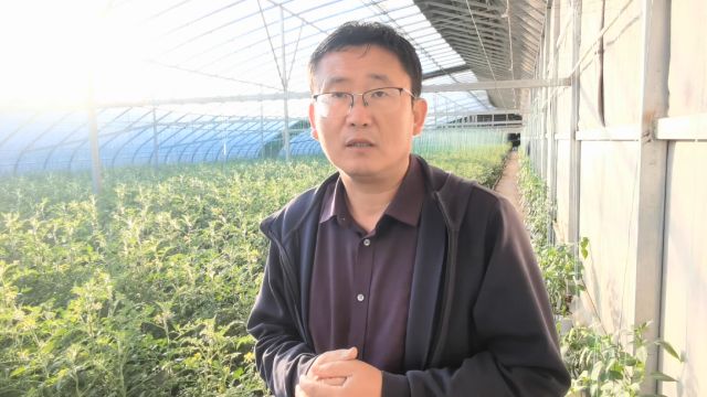 如何用好硼肥?种植瓜果类作物,不仅增产还能增甜