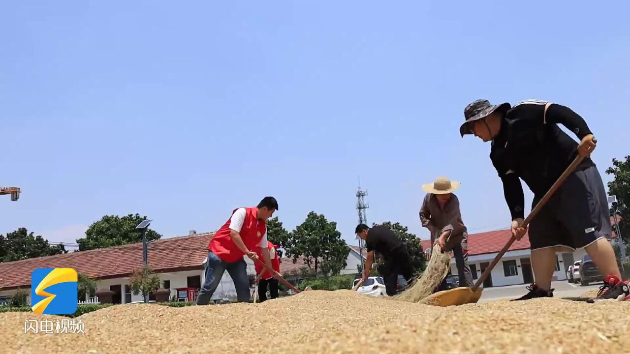 枣庄峄城区底阁镇近50个公共地段变身“金色晒麦场”