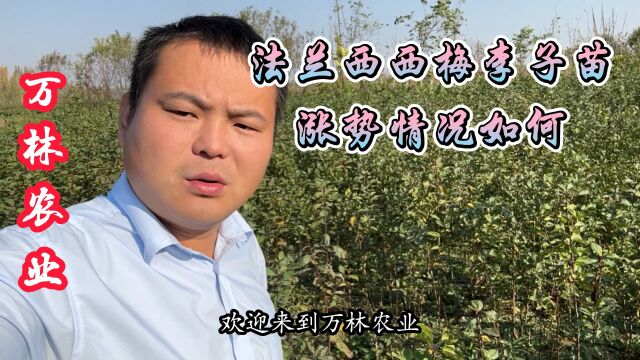 法兰西李子苗大型育苗基地培育的一级苗木、看看苗木粗度以及高度