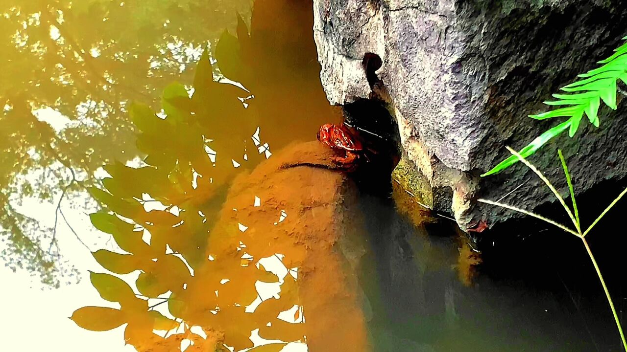 泸州忠山晚秋时节,那种特立独行的美,再不来就没了