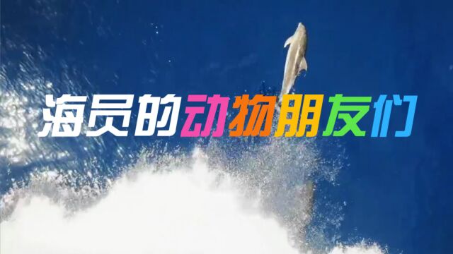 【世界海员日】海员的动物朋友们,躺赢的、花游的、觅食的都来啦!