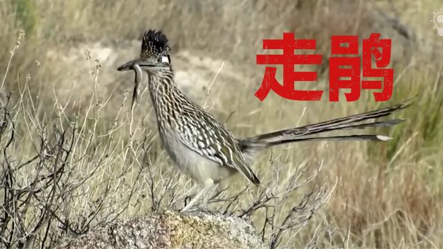 飞鸟中跑得最快的鸟,走鹃!拿响尾蛇当正餐