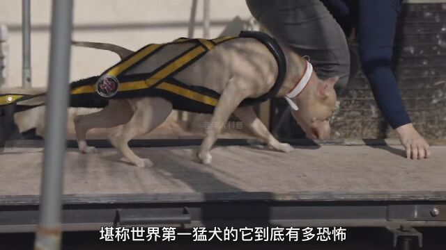 世界上最危险的十大恶犬,一个比一个彪悍.3科普恶犬猛犬