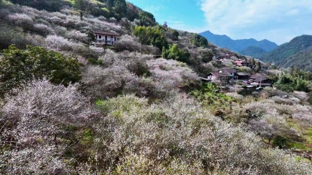 永泰万石村,万亩梅花林.