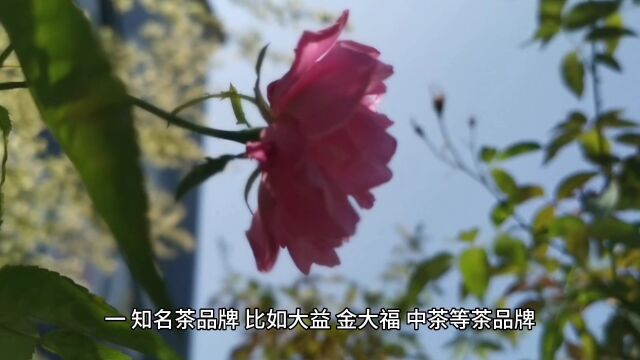 哪些茶容易被造假?