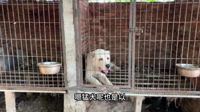 本地最大的养犬基地,占地几十亩,拥有上千条狗,每天喂食6000块