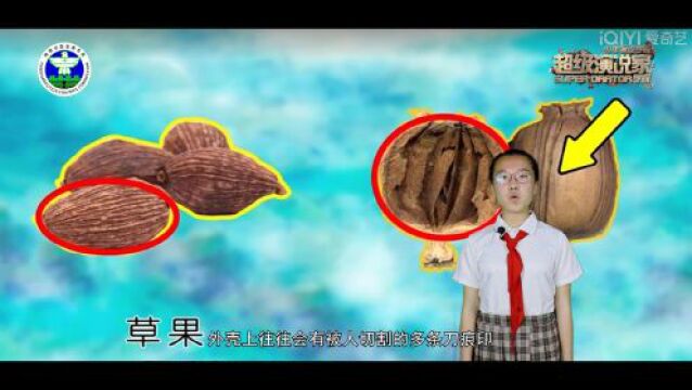 【禁毒有我】禁毒小天使段雨琪:如何分辨罂粟果和草果?