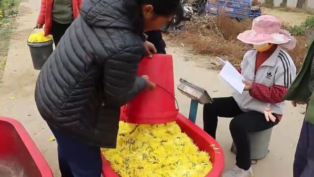 济南市平阴县孔村镇太平村:金丝皇菊铺出致富路