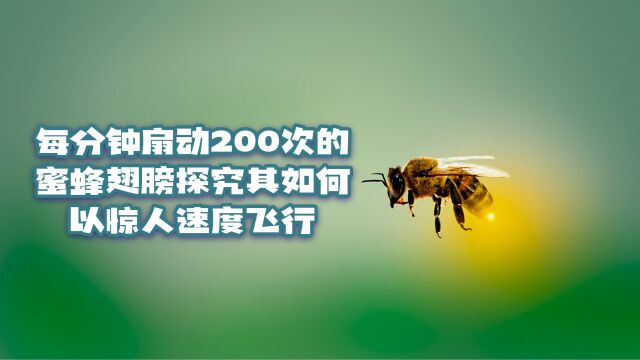 每分钟扇动200次的蜜蜂翅膀:探究其如何以惊人速度飞行