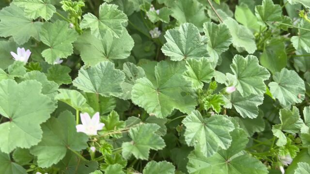 田间常见杂草,这些妙用你知道多少呢,了解后对它爱不惜手