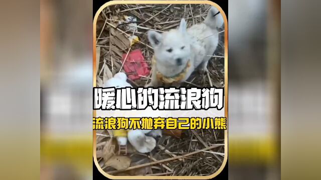 没想到就连流浪狗都让人感觉那么温暖