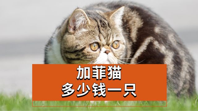 加菲猫多少钱一只(横