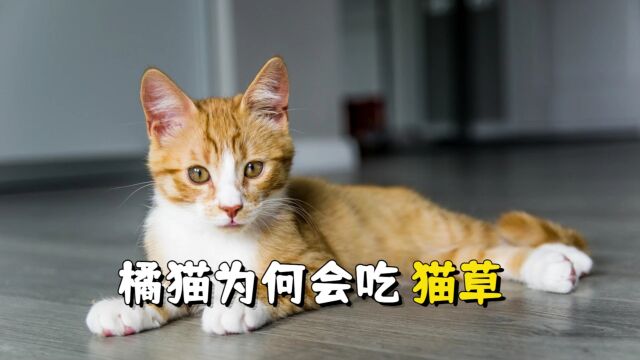 震惊!橘猫竟然爱上了吃草!原来有这么多好处!