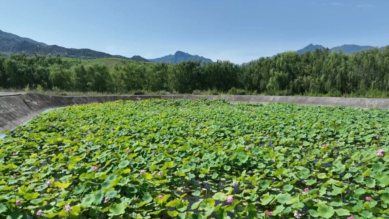 区县时间丨蓝田县:玉山镇荷花盛开 荷香莲韵伴夏日