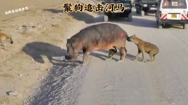 严重缺水的河马又遭遇了鬣狗,万恶的人类只等着看热闹#开眼看世界