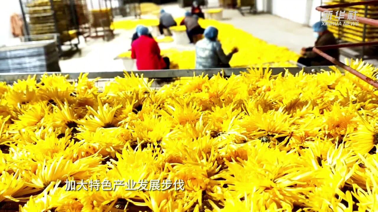 山东惠民:金菊丰收香满径