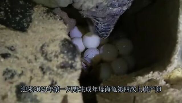 天黑之后,“她”又双叒叕来了