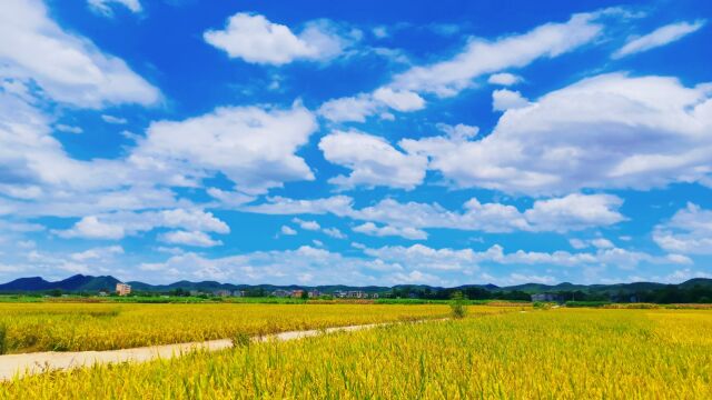 路途风光:回家去吧,家里稻香四溢.这样的美景,像极了童话故事