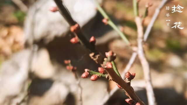 多个视角下生长的梅花