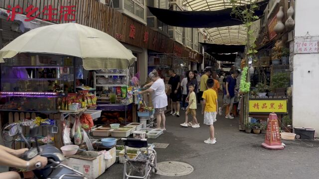 上海最大的鸟类市场,各种类型的都可以看到,真的太出乎意料了