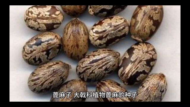 中药蓖麻子