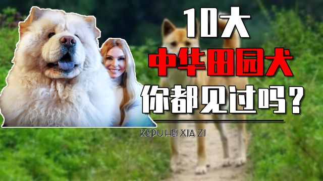 盘点10大中华田园犬有哪些?你家的小土狗,可能比外国狗更珍贵