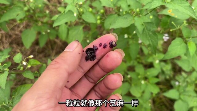 农村不起眼的“抗癌果”,它在我国用途可不容小觑,赶紧快认识下