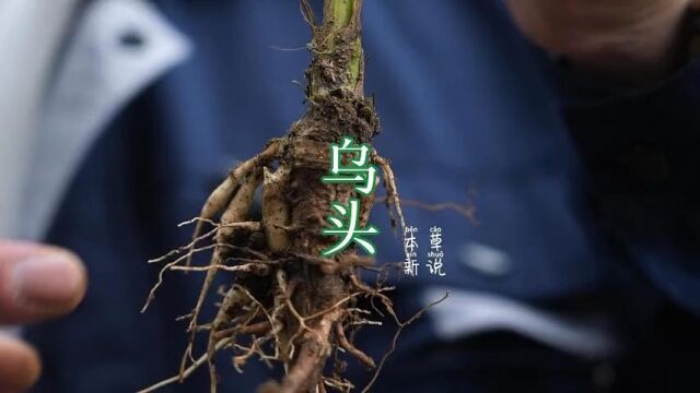 植物科普 中草药 找了一年才找到的特殊植物,乌头,现在数量特别稀少,你的家乡有吗?