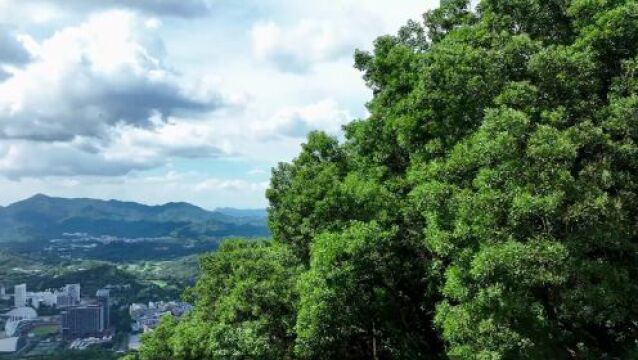 山海连城!绿美南山在这个展会上缤纷绽放