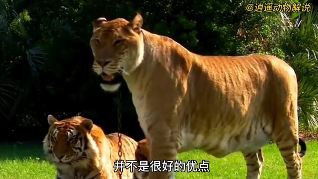 世界上最大的猫科动物狮虎兽,它竟然是母老虎和雄狮所生的崽#动物世界#野生动物#狮虎兽#创作灵感#神奇动物在