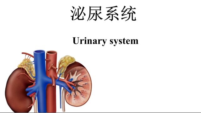 泌尿系统精讲之【第08课】肾结核