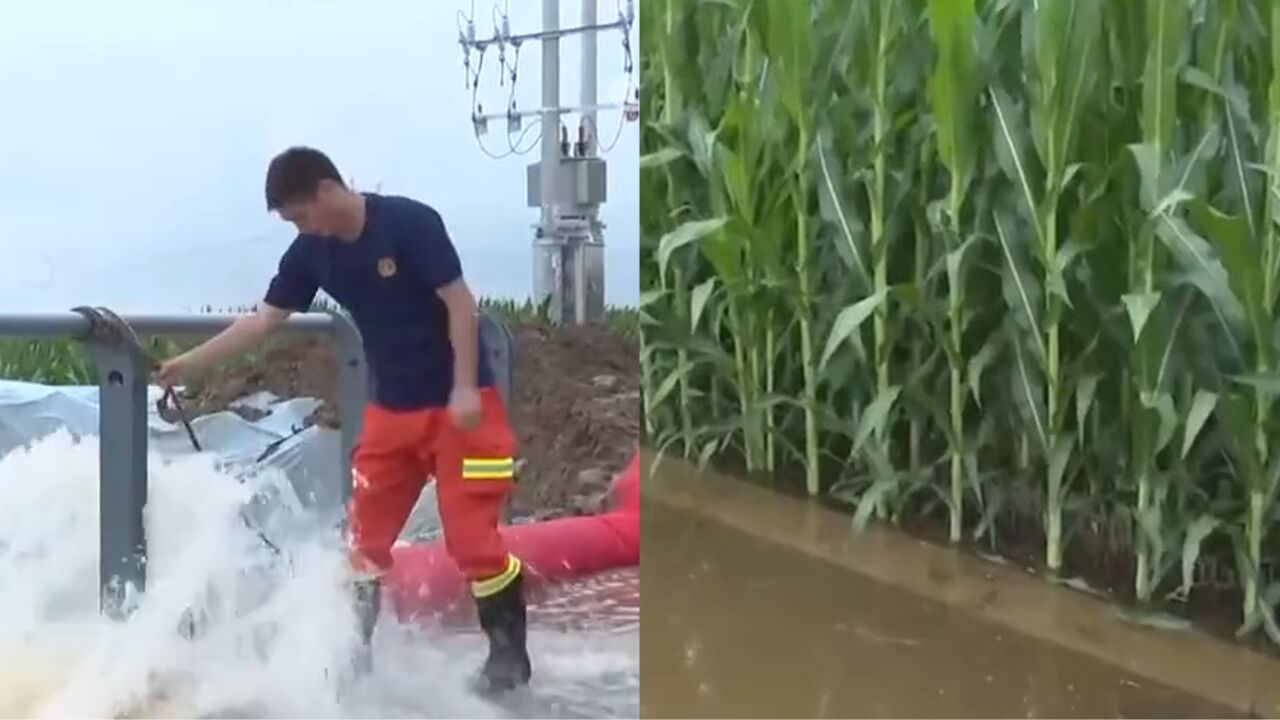 暴雨致安阳县8万多亩农田积水:紧急排涝抢险,技术人员查看苗情