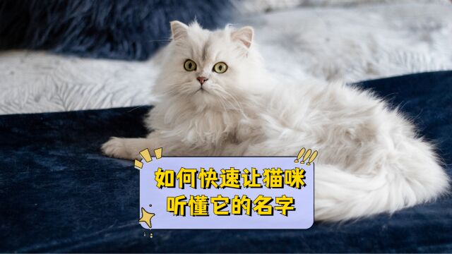 让猫咪听懂自己名字的方法?4个简单步骤!