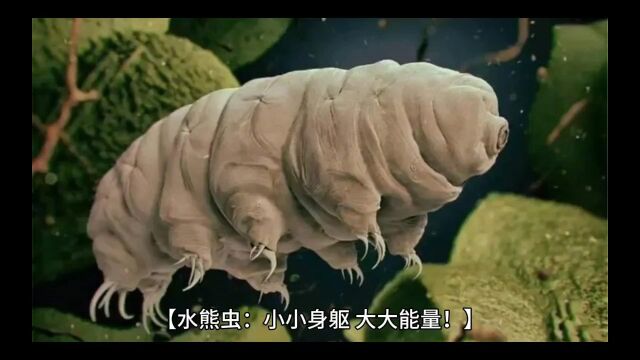 超强生物水熊虫