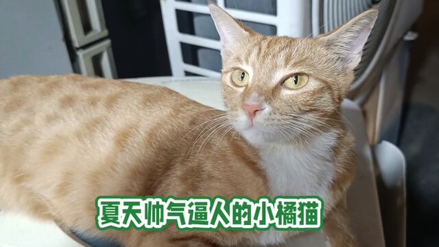 夏天帅气逼人的小橘猫