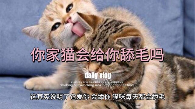 猫咪出现下面这些示好的动作,越频繁说明越爱你