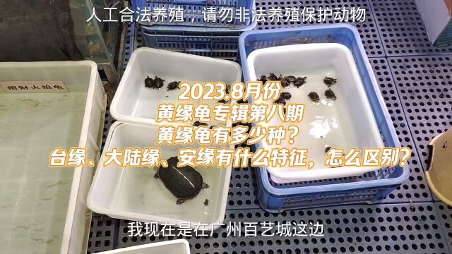 你确定黄缘龟只有三种?台缘、大陆缘、安缘有什么特征,怎么区别?