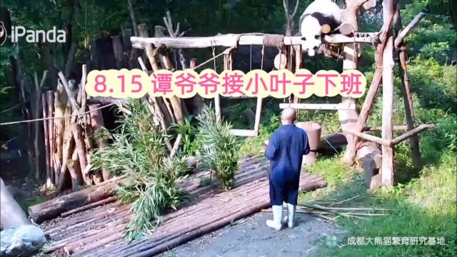 8.15谭爷爷带着苹果去接小叶子下班,他真的特别听话,尾巴一甩一甩地就跟着爷爷跑回去了,可爱得很