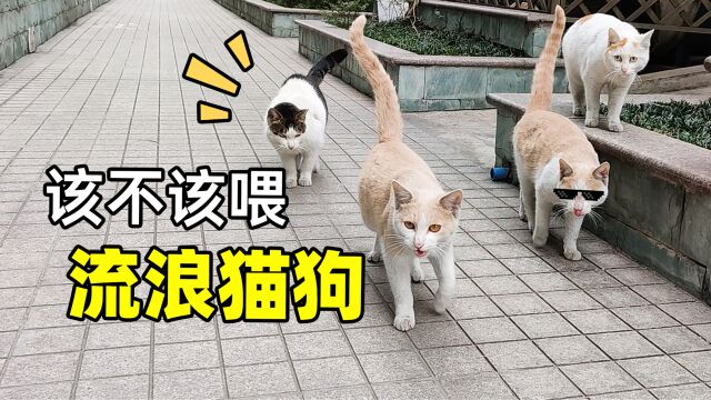 遇到流浪猫狗该不该喂?善意反而害了它?