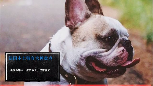 法国本土特有犬种盘点法国斗牛犬、波尔多犬、巴吉度犬