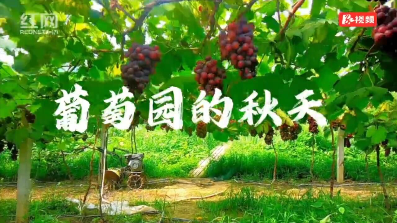 望城桥驿:露浓压架葡萄熟 甜蜜“玛瑙”满枝头